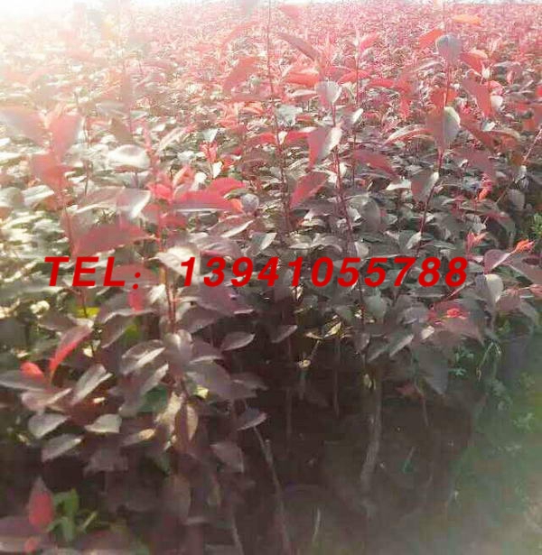 紅葉李